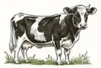 Cow
